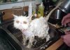 cat in bath.jpg