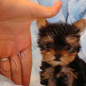 Tiny teacup Yorkshire terrier (Yorkie) puppy