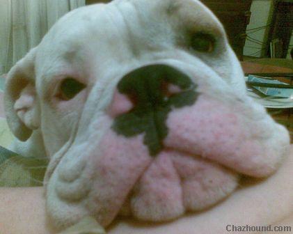 Pook_closeup