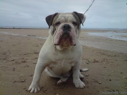 big_bear