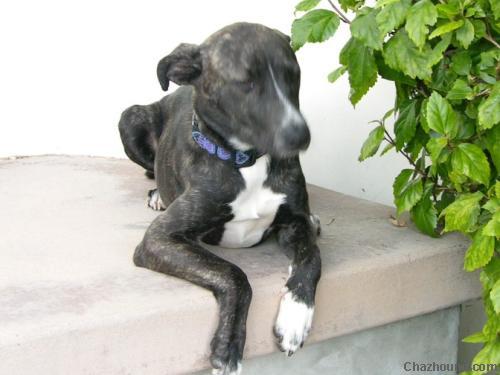 Pepper_1