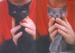djcatsinhands_copy