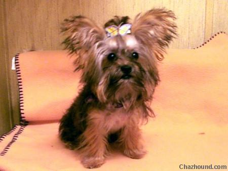 CUTEYORKIEPOO1