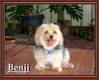 1032Benji_1jpg.jpg 1032Benji_1jpg.jpg