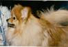 1588Baileyinfullcoat.JPG 1588Baileyinfullcoat.JPG