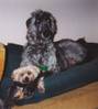 1624Mac_and_Taffy.jpg 1624Mac_and_Taffy.jpg