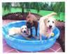 1988small_hangin_out_at_the_pool.jpg