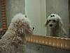 Mirror.JPG