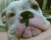 Pook_closeup.jpg Pook_closeup.jpg