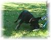 Samara_N_Ohio_bi_color_female_13_weeks_old_4.jpg Samara_N_Ohio_bi_color_female_13_weeks_old_4.jpg