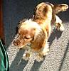american-cocker-spaniel-2.jpg american-cocker-spaniel-2.jpg