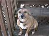 dogs_019.jpg dogs_019.jpg