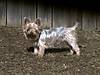 dogs_075.jpg dogs_075.jpg