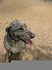 muddog31.jpg