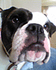 pepper.gif pepper.gif