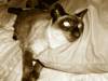 3006kitty24.JPG 3006kitty24.JPG