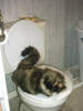 334toilet.JPG