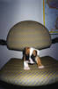 417english_buldogs_1_for_Canada_clients.jpg