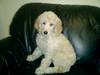417royal_poodle_2.jpg