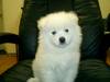 417samoed_schenok_1_1_jpg.jpg 417samoed_schenok_1_1_jpg.jpg