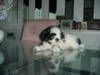 81Rocco_12_weeks.JPG 81Rocco_12_weeks.JPG