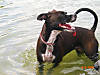 Pepper_swims.jpg Pepper_swims.jpg