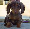 dachshunds-puppies-06.jpg