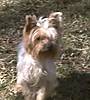 dogs_007.jpg dogs_007.jpg