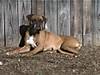 dogs_029.jpg dogs_029.jpg
