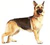 german-shepherd-dog.jpg german-shepherd-dog.jpg