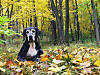msry_woods.jpg msry_woods.jpg