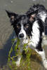 seaweed.jpg seaweed.jpg