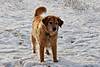 snow_and_duck_pics_057_copy.jpg snow_and_duck_pics_057_copy.jpg