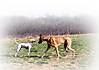 vic_and_great_dane.jpg vic_and_great_dane.jpg