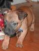 1247puppy5.jpg 1247puppy5.jpg