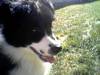 1340Kota_closeup1.jpg 1340Kota_closeup1.jpg