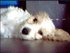 149dawg3.jpg 149dawg3.jpg