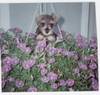 1694flowers.jpg 1694flowers.jpg