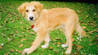 310Rocco_garden.jpg 310Rocco_garden.jpg