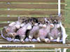 419PuppyFlop.jpg 419PuppyFlop.jpg