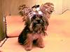 CUTEYORKIEPOO1.JPG CUTEYORKIEPOO1.JPG