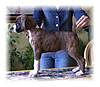 Penny_stack_16Aug05.jpg