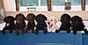 Typical_Silronray_s_puppies.jpg Typical_Silronray_s_puppies.jpg