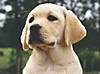 fotos_pups_lucy_whoops_amy_169.jpg fotos_pups_lucy_whoops_amy_169.jpg