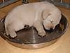 fotos_pups_lucy_whoops_amy_600.jpg fotos_pups_lucy_whoops_amy_600.jpg
