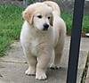 golden_puppy_030c.jpg golden_puppy_030c.jpg