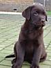 pups_amy_452.jpg pups_amy_452.jpg