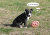 85Taz_9_weeks_3_football1.jpg 85Taz_9_weeks_3_football1.jpg