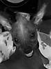 Evil_Dog.jpg Evil_Dog.jpg