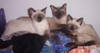 351kittyfamilyfunny1.jpg